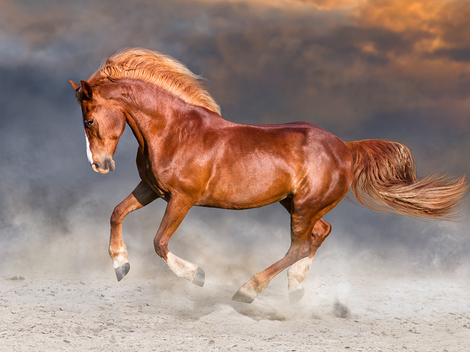    Фото: istockphoto.com/Callipso