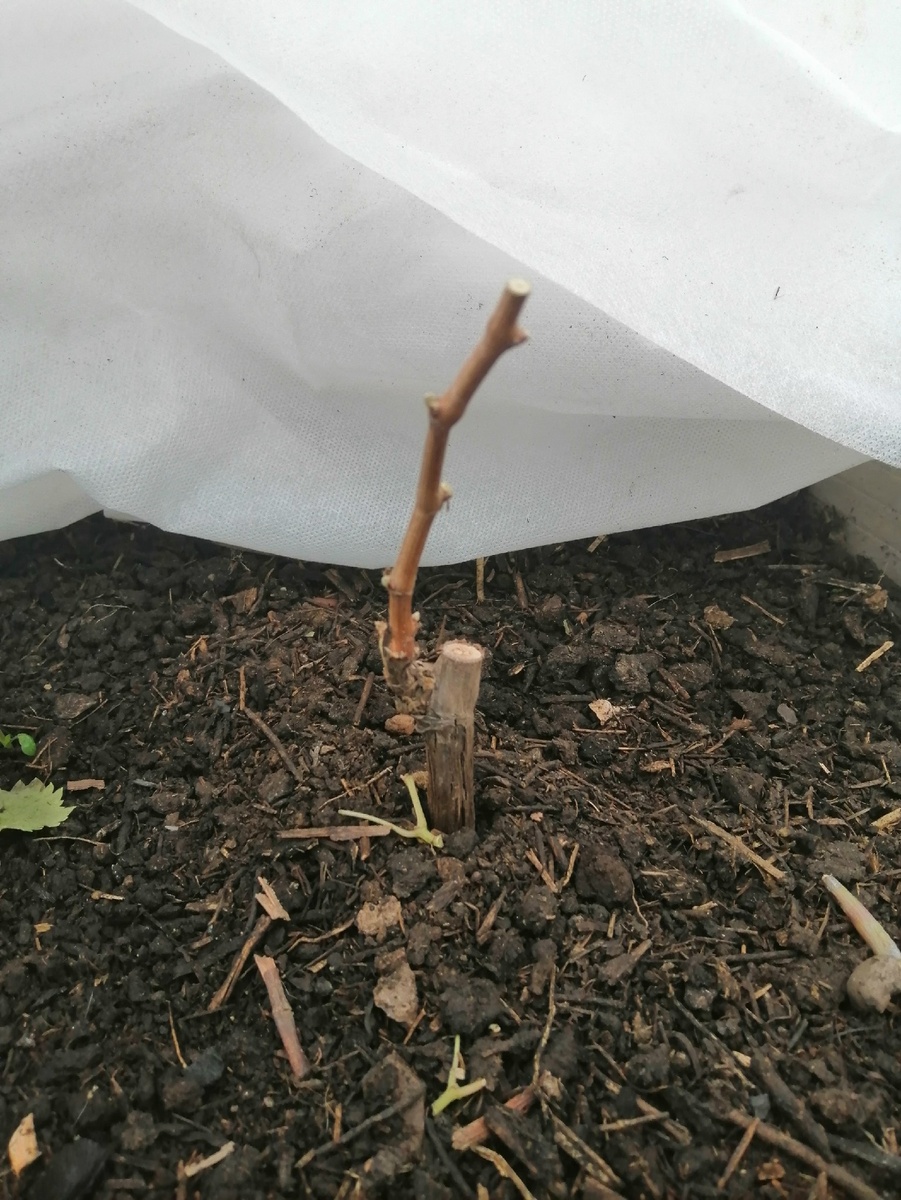 С запасом оставляем до 3-4х почек, весной выбираем 2-3 самые сильные