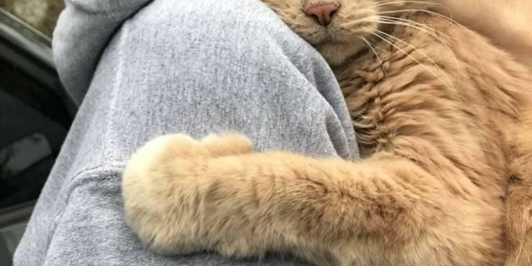 Почему кошки выбирают себе только одного из всей семьи.