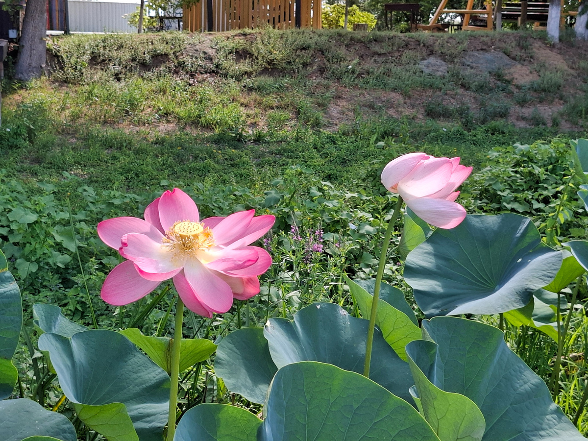 фото автора лотосы