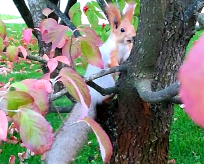 💖Парк Галицкого. Белочек становится всё больше.