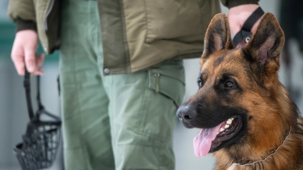    Фото: Ilya Moskovets/URA.RU/Globallookpress