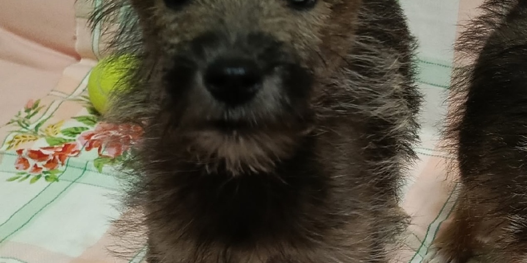 Маленький домовенок Ежик ищет своих родителей