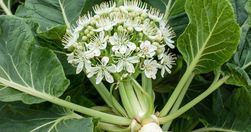 Польза и вред. Хрен