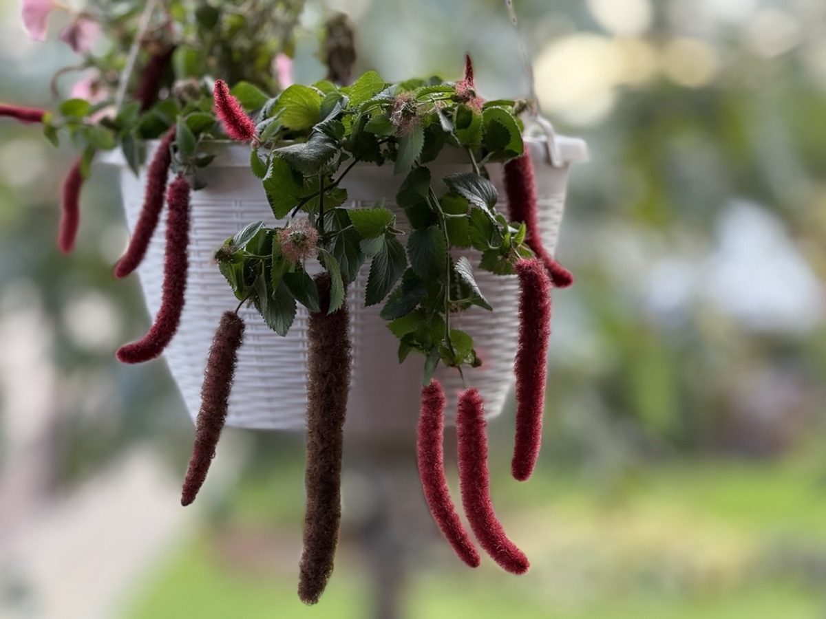 Акалифа висячая или Лисий хвост