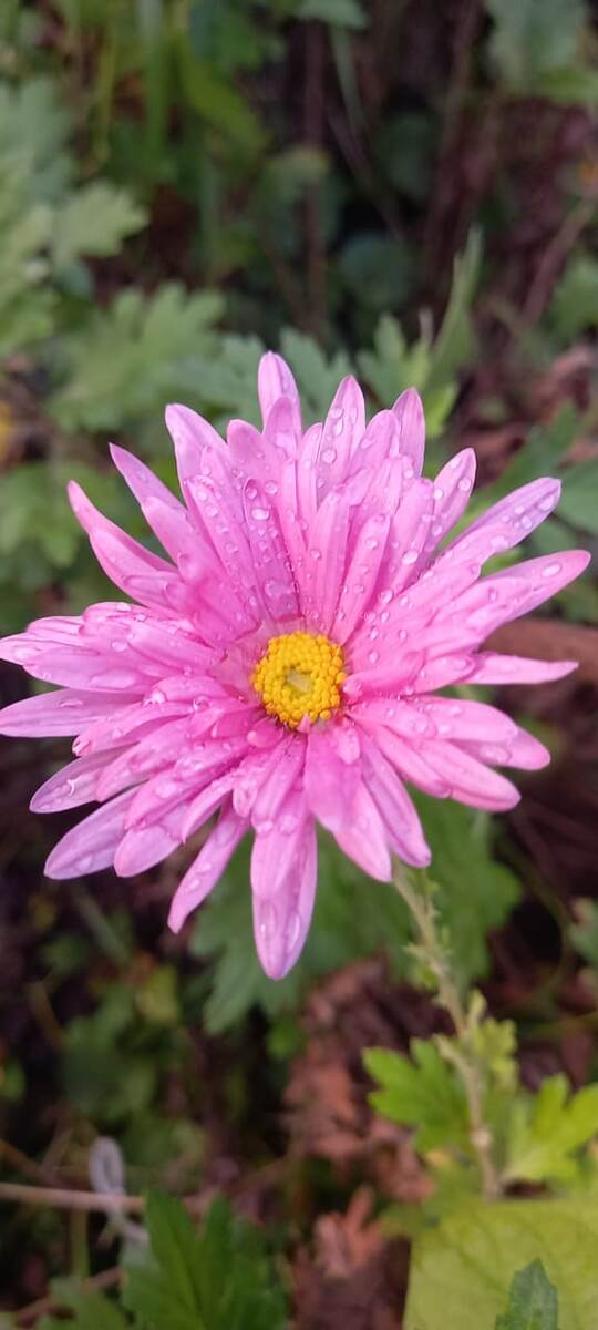 Последние краски осени 🍂 🌺