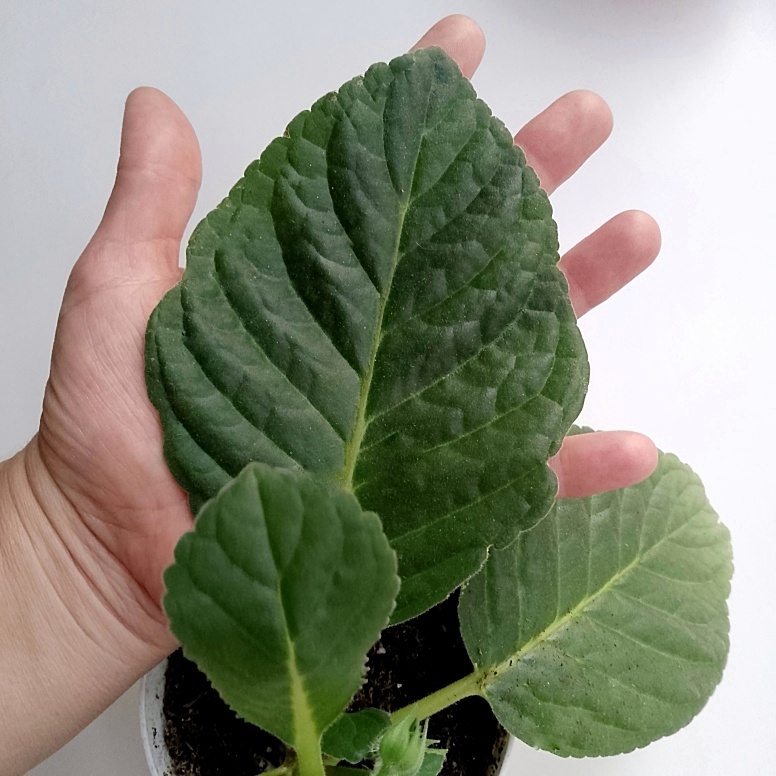 Большой лист не значит, что и клубень вырастит огромным