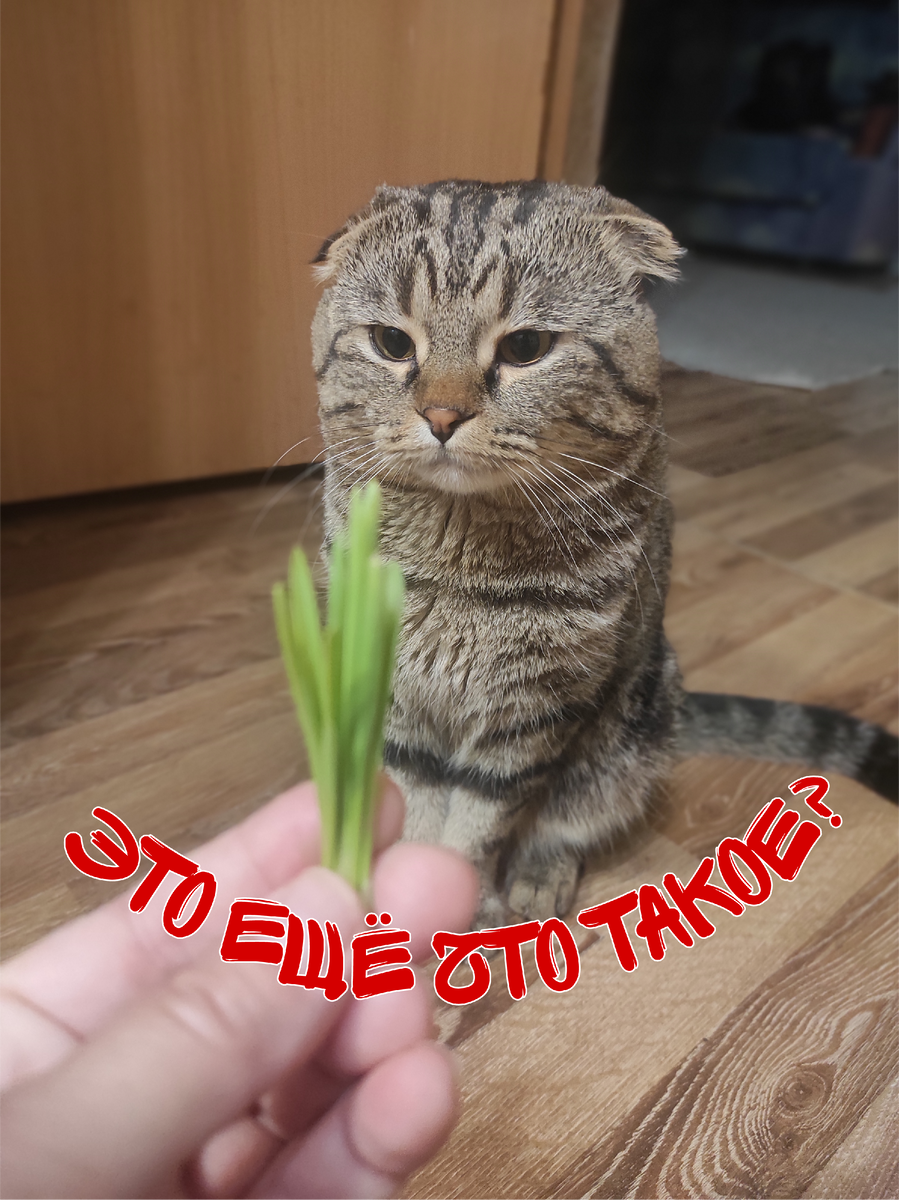 Ну наконец-то новую порцию травы подвезли! А почему так помпезно?