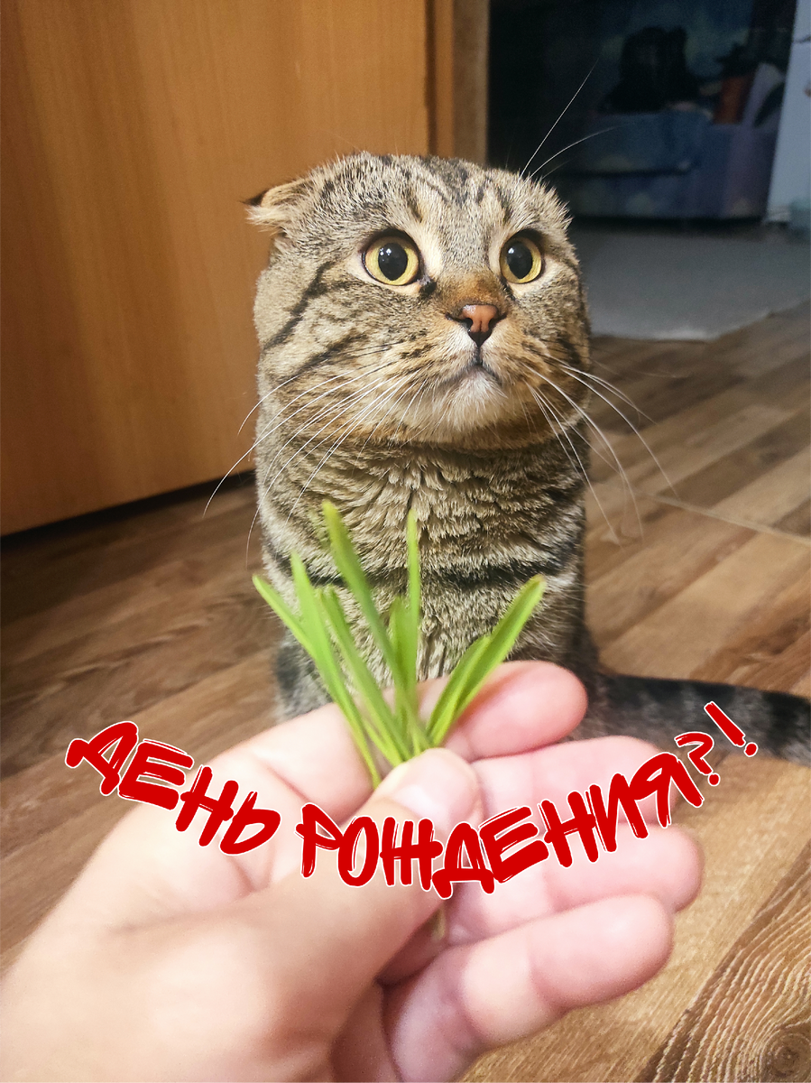 Трава в день рождения? 