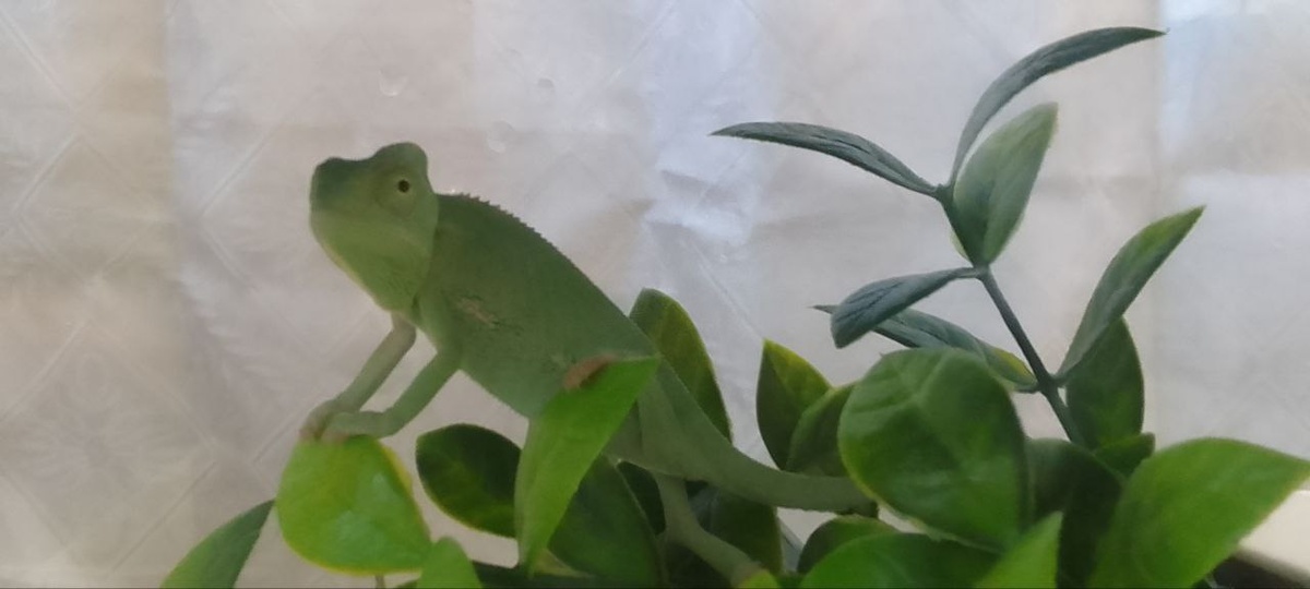 Хамзику несколько месяцев. Фото из семейного архива