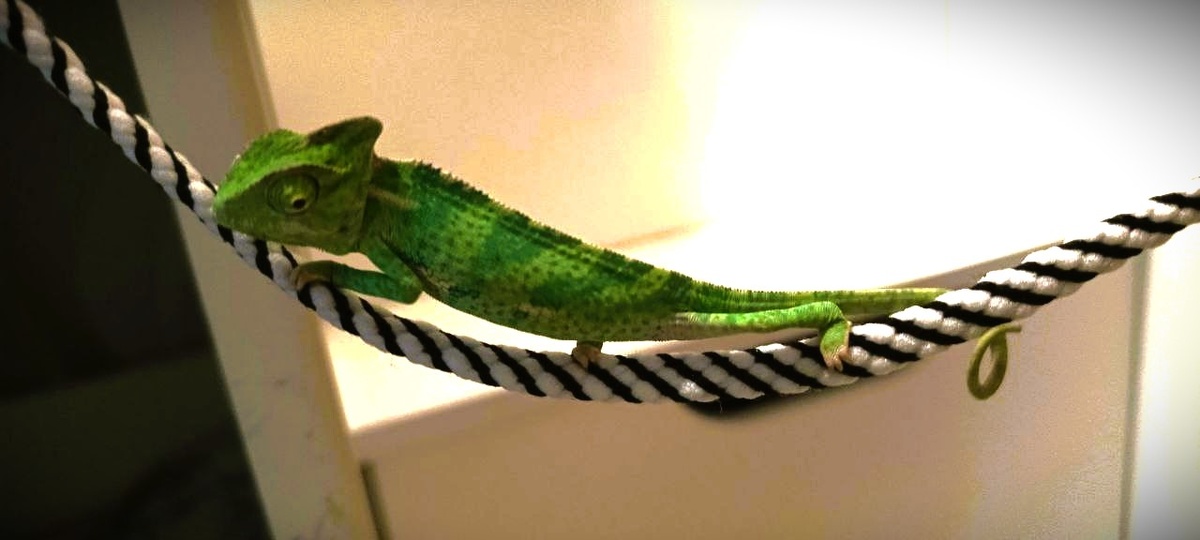 Хамзик. Фото из семейного архива