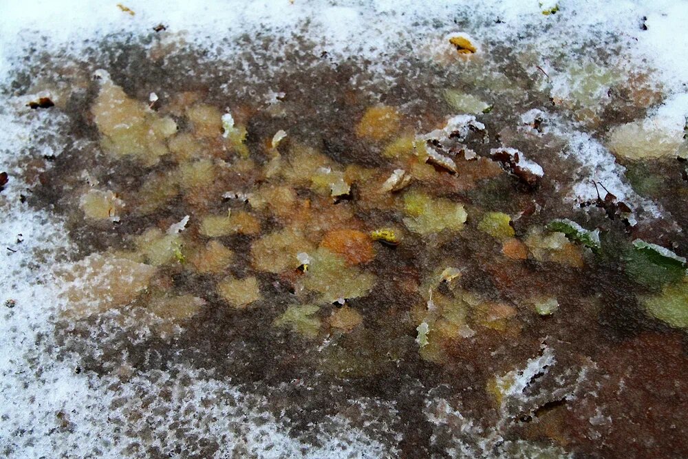    Заморозки. Фото: "Республика"/Леонид Николаев