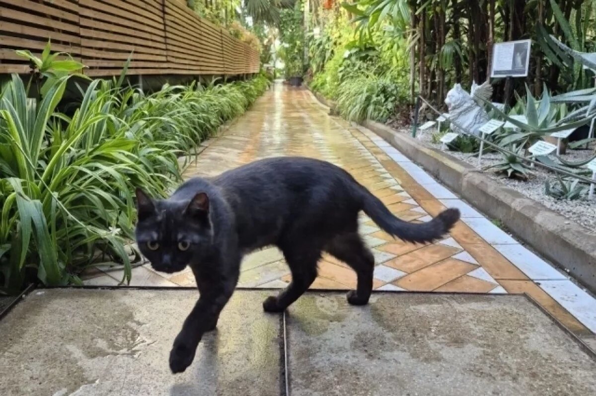    Кот Тигруля поселился в Ботаническом саду ТГУ