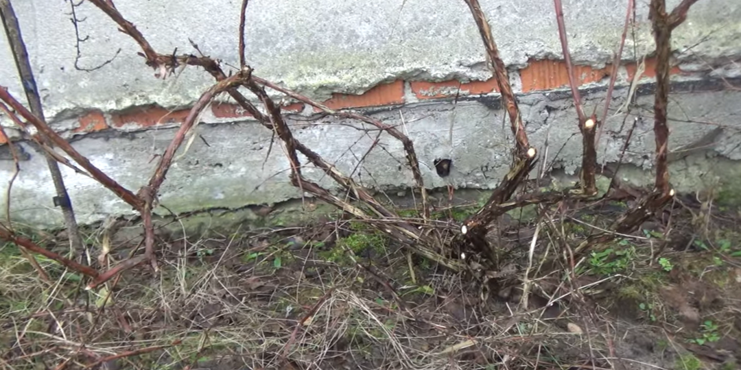 Обрезка жимолости осенью: почему мне этот метод нравится