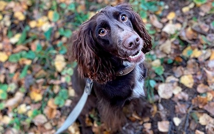    Служебная собака не дала передать гашиш в колонию в Удмуртии