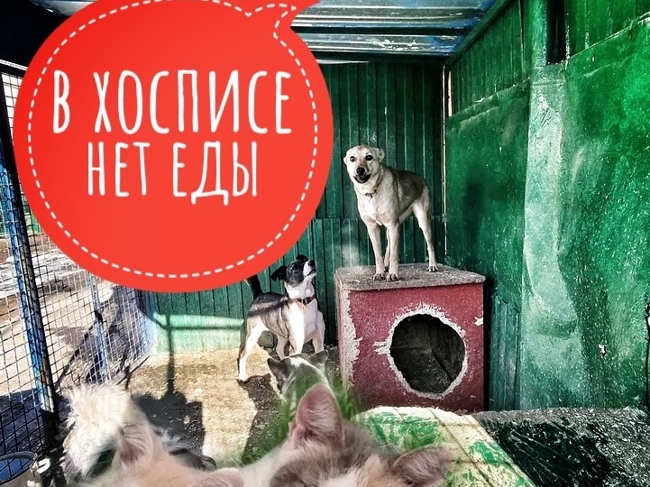 Пустые миски и иссякающие силы. День стольника!