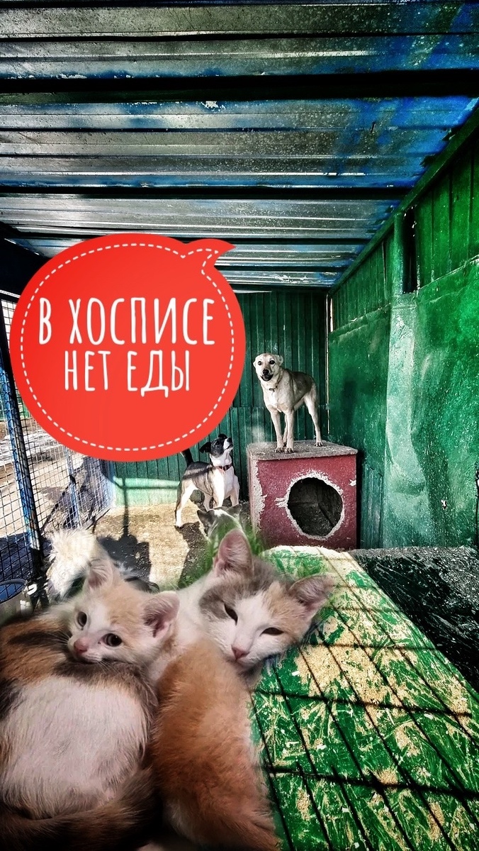 Снова с протянутой рукой и лапками, пожалуйста, примите участие в акции "День стольника"