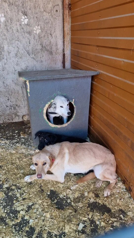 Вместе мы можем дать им шанс на жизнь, на маленькое счастье и тепло.