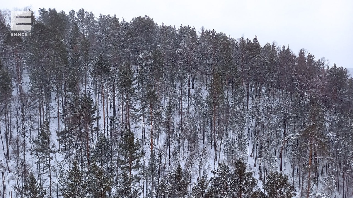     Сын Ирины Усольцевой считает, что с семьей могла случиться беда из-за собаки