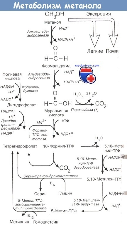 Метаболизм метанола для настырных