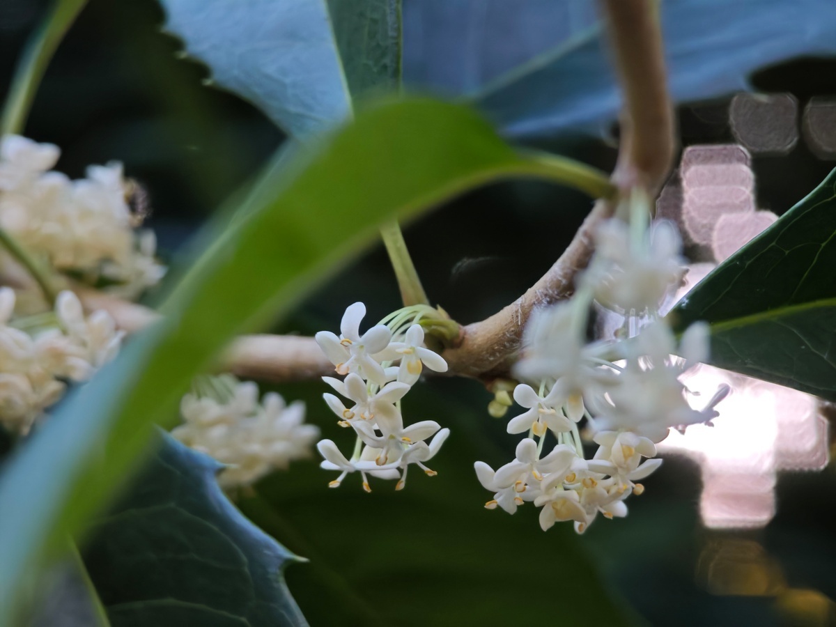    Фото пресс-службы Сочинского национального парка