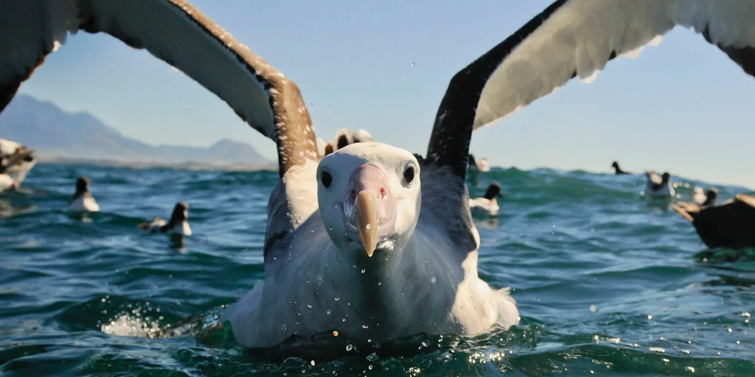 Альбатрос: Властелин Ветра и Вечный Скиталец Океана