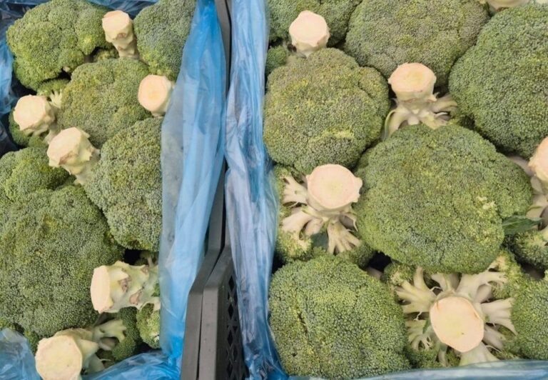   В Оренбуржье пресекли ввоз 12 тонн брокколи из Узбекистана Оренбуржье
