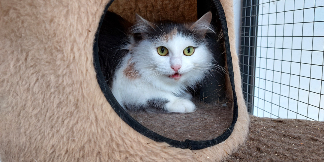 Кошка КАМЕЛИЯ ищет дом🏡