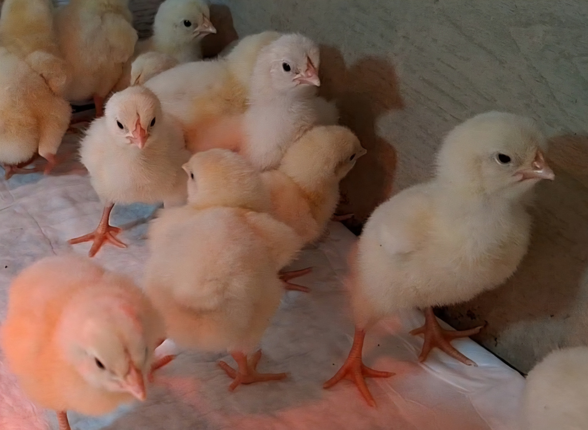 Такими они были в первые дни жизни.