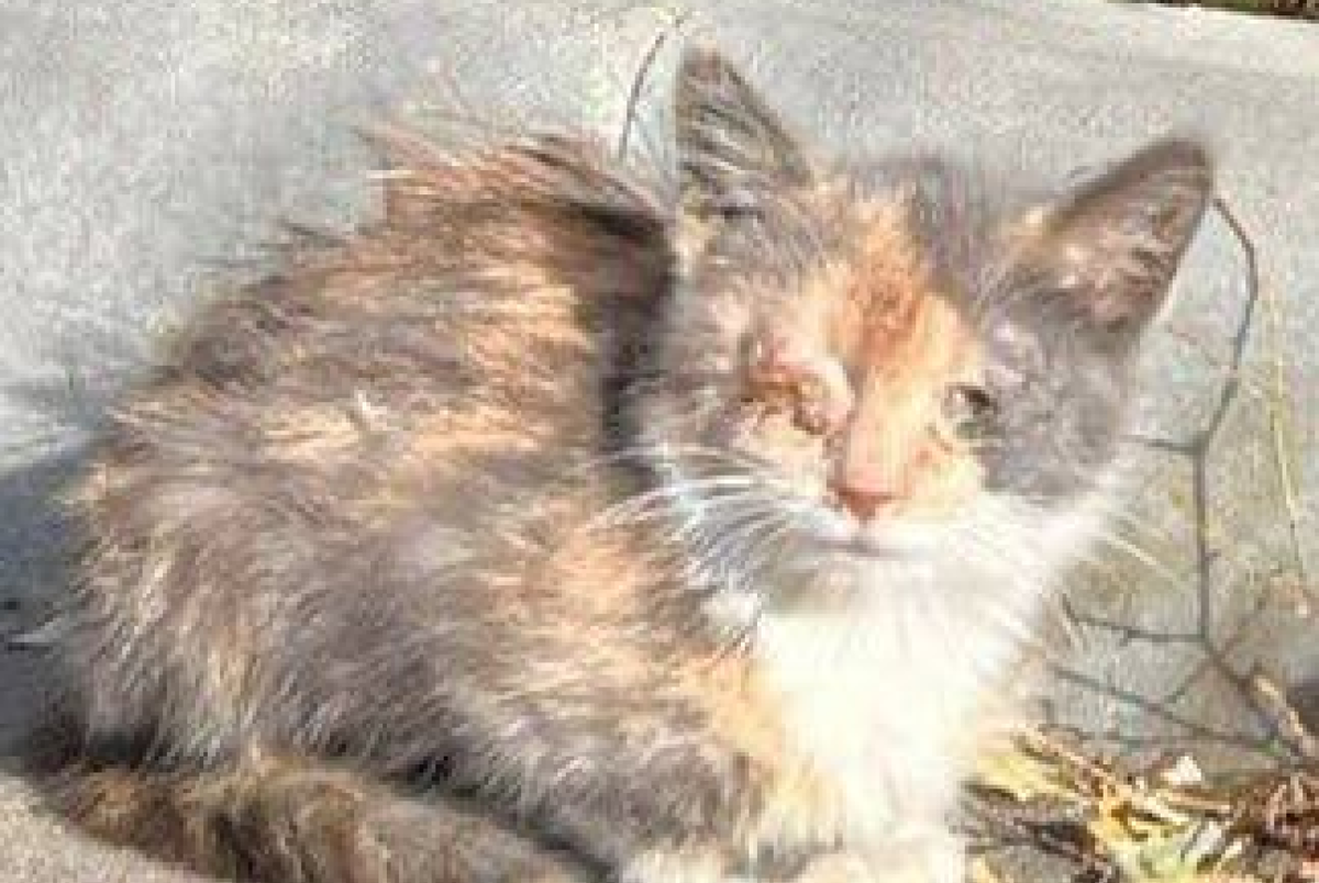 Такой Ероху нашли на улице