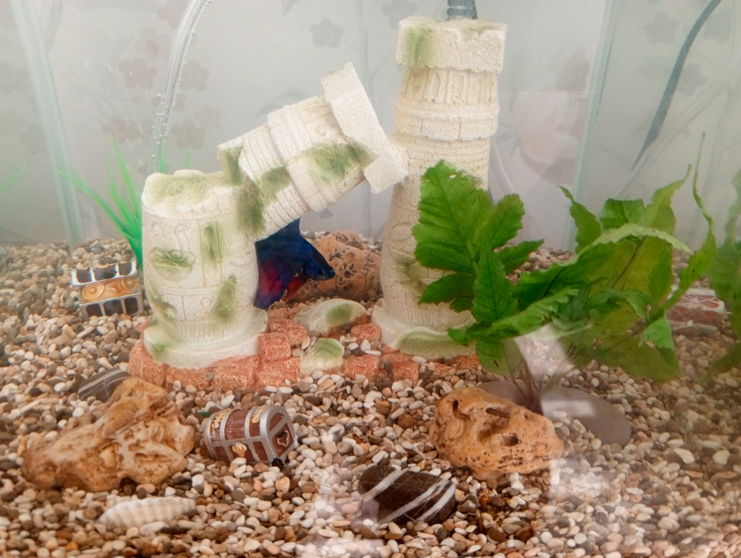 Первый вариант аквариума