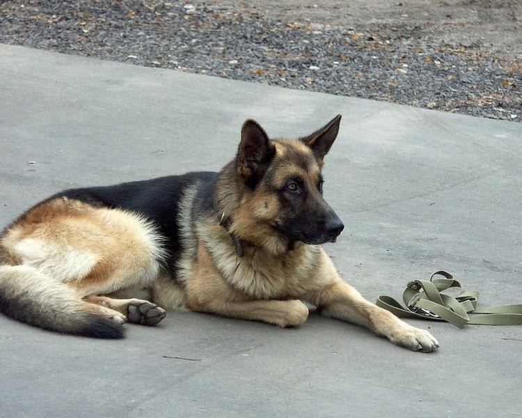     В Курской области российский штурмовик спас немецкую овчарку из-под завалов в Ольговке