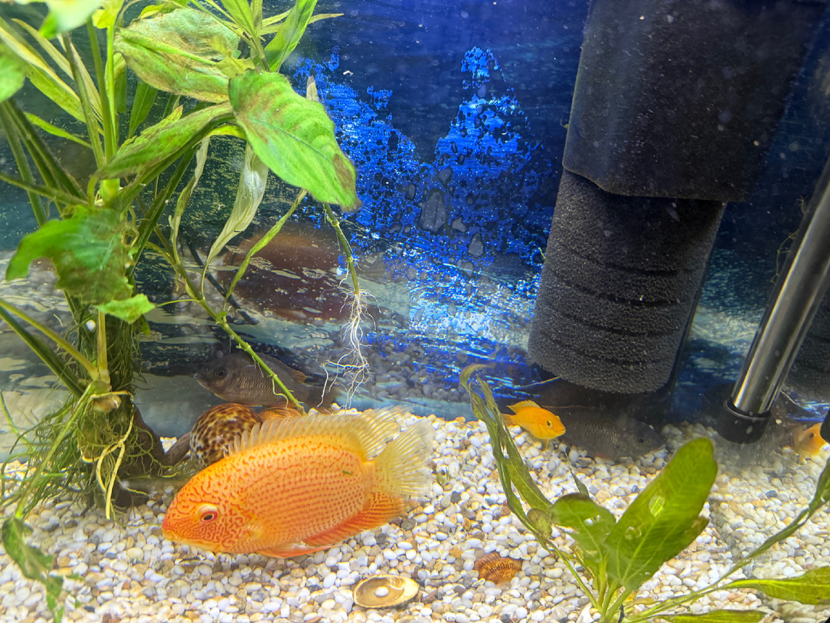 Это не мы, это все рыжий…