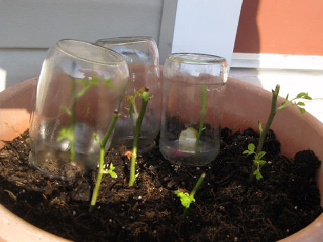 Эффективно укореняем черенки роз в картофеле – пошаговая инструкция