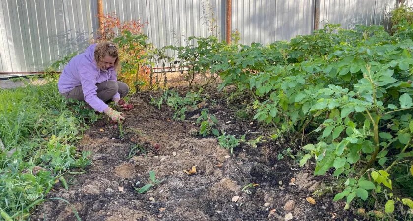    Забудьте про химию: дедовский способ, который навсегда избавит ваш огород от проволочника в октябре - нужны только 2 горстки и 5 минут