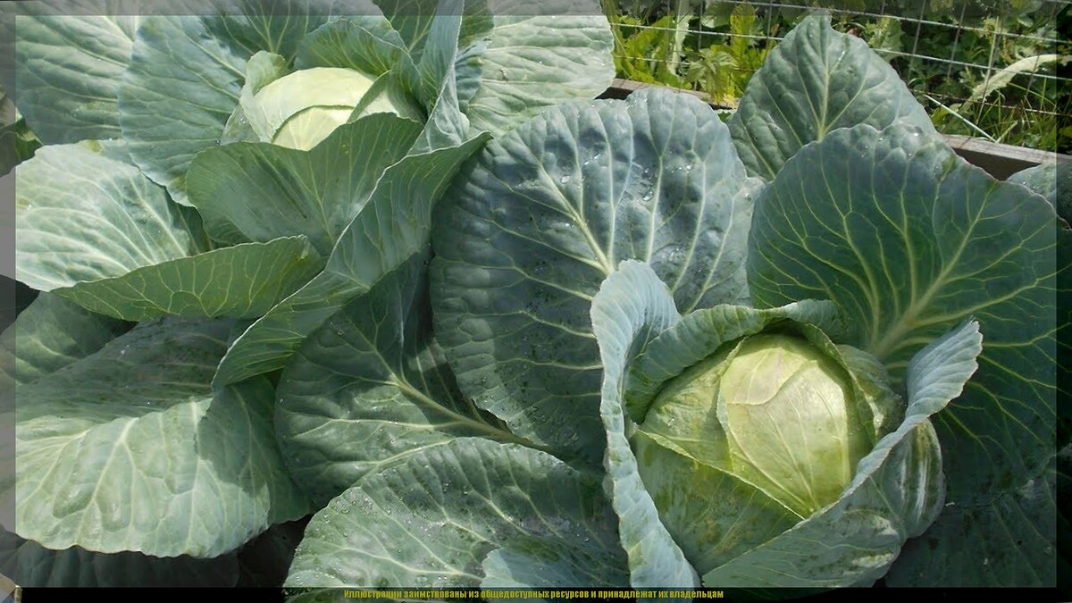 https://vk.com/photo-159774511_457273133. Капуста "Московская поздняя-9"