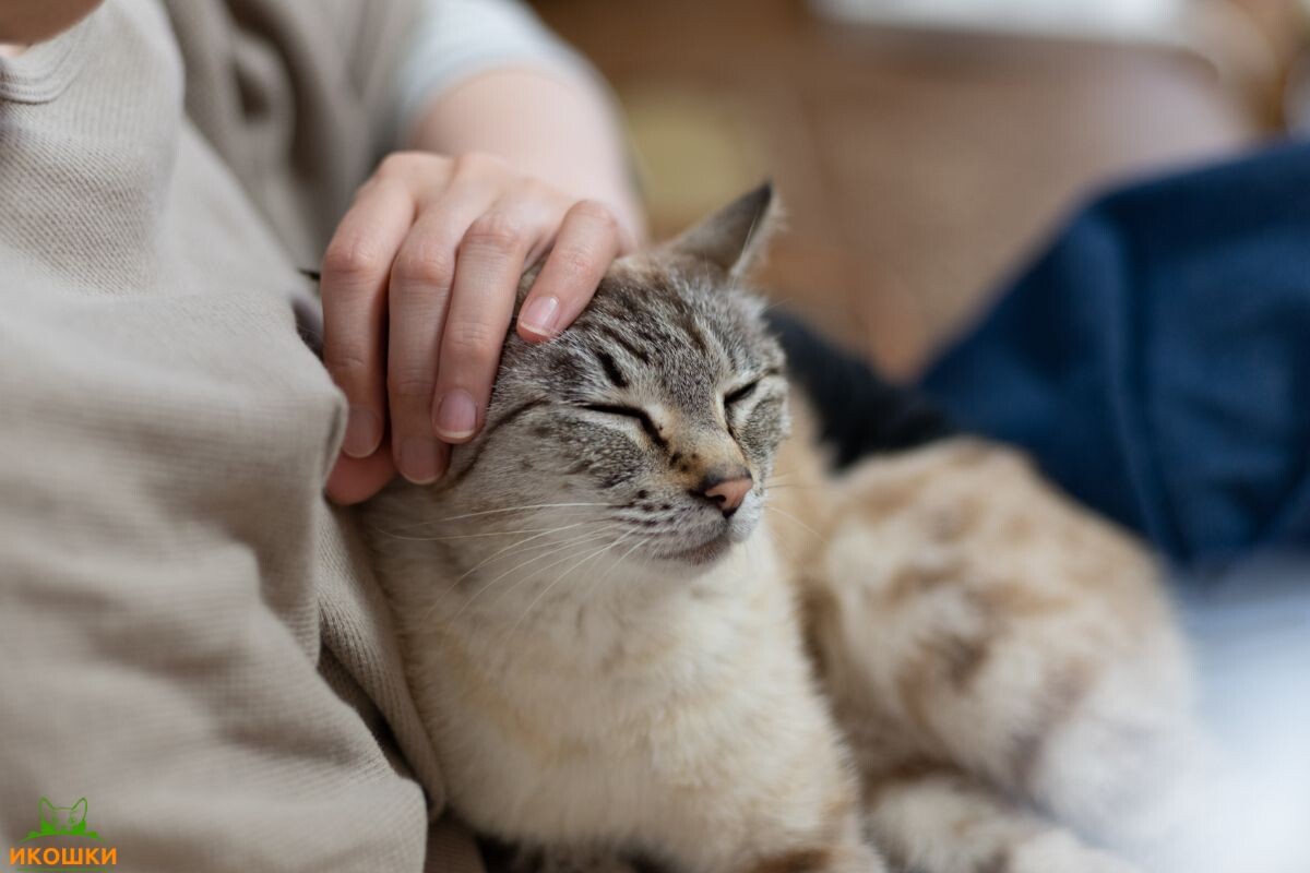 Женщина гладит кошку