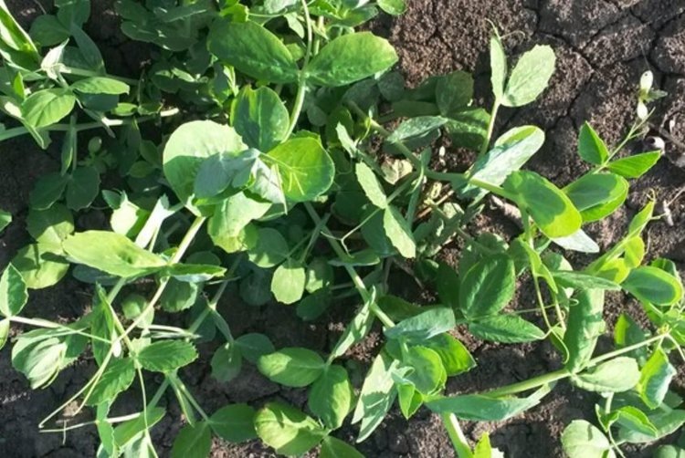    Фото: Филиал ФГБУ «Россельхозцентр» по Ставропольскому краю