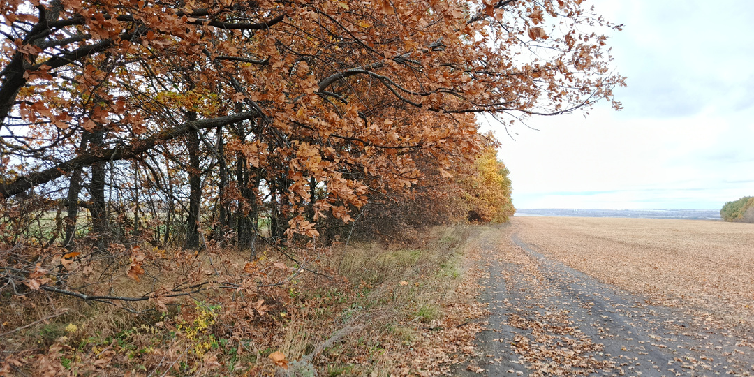 Осенние находки в лесополосе и странные шары