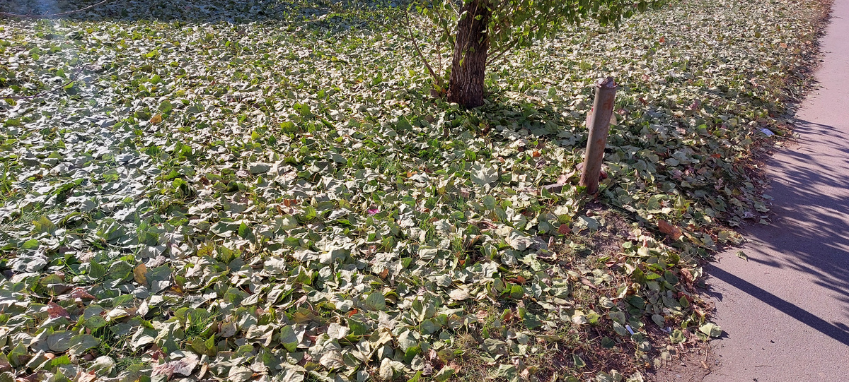  Шла в поликлинику и специально прошлась и по опавшим листьям. Шуршат. Ломкие такие. Разные по цвету в разных скверах. Запах такой осенний от листьев. Мысли всякие. Воспоминания.