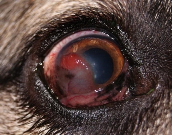 Паннус у собак