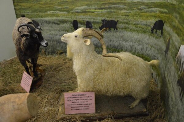 В городе Урюпинск Волгоградской области, где традиционно разводят коз, они представлены даже в музее. Но в реальной жизни козам вместе с промыслом грозит исчезновение