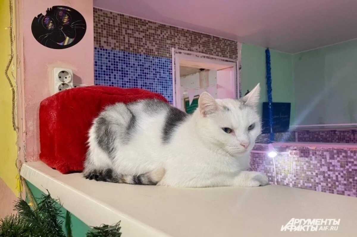    В Ижевске обнаружили зараженную бешенством кошку