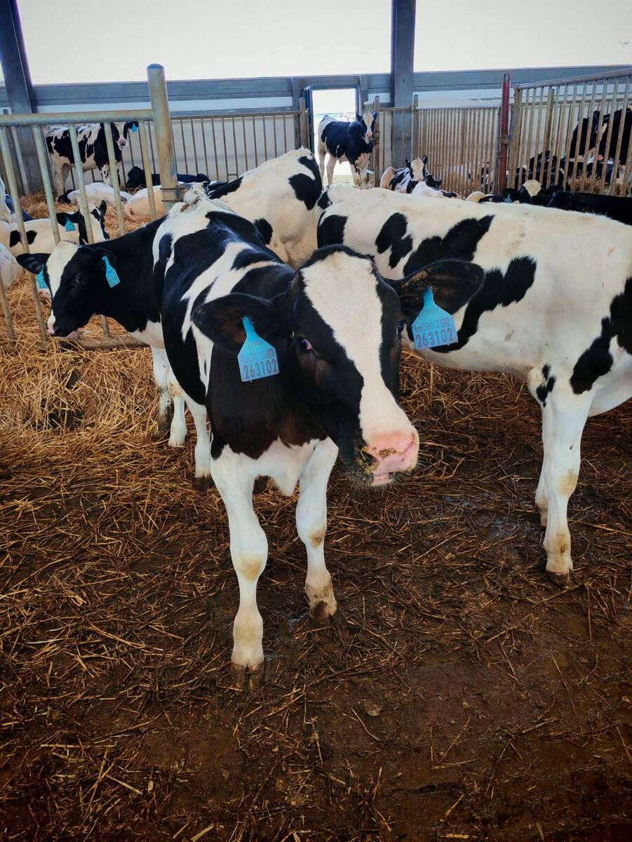    Фото Управления Россельхознадзора по Орловской и Курской областям