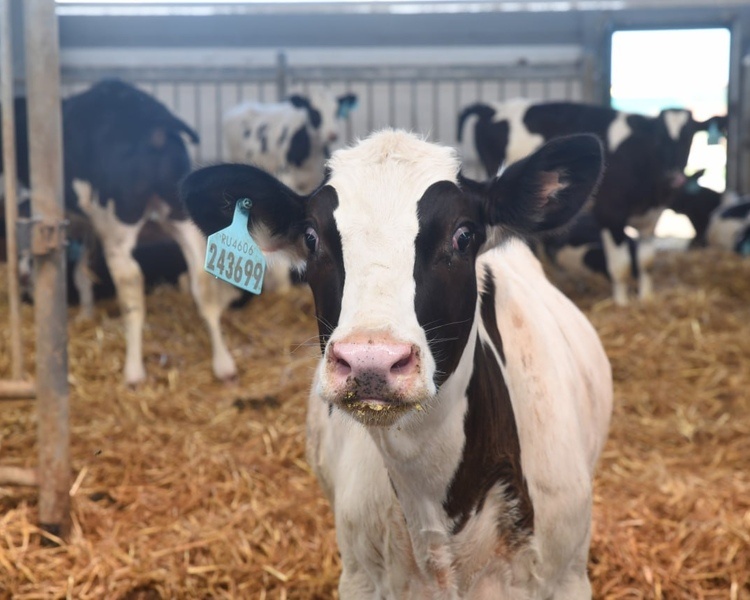     В Таджикистан из Курской области экспортированы 60 бычков