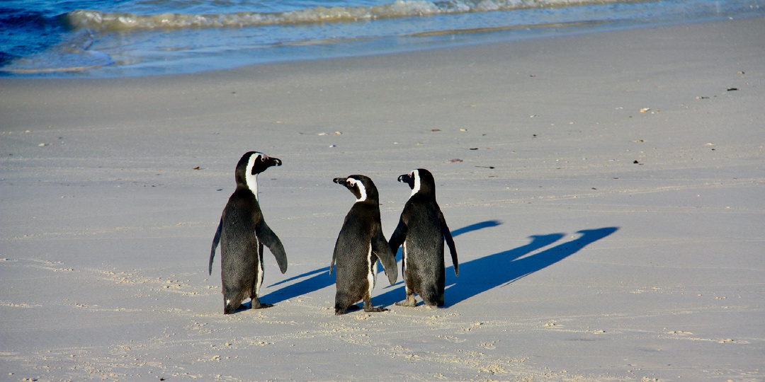 Загадочная ЮАР: где пингвины выходят из океана, а столиц целых три