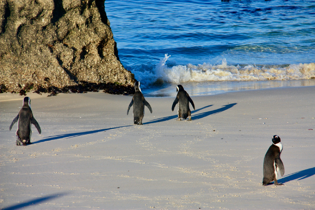 Саймонстаун