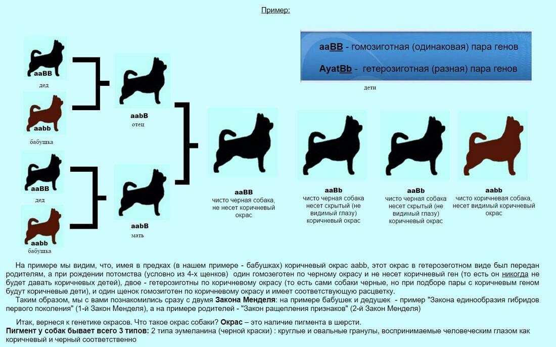 PUPYSHEV - family farm - https://rutube.ru/u/pupyshev/