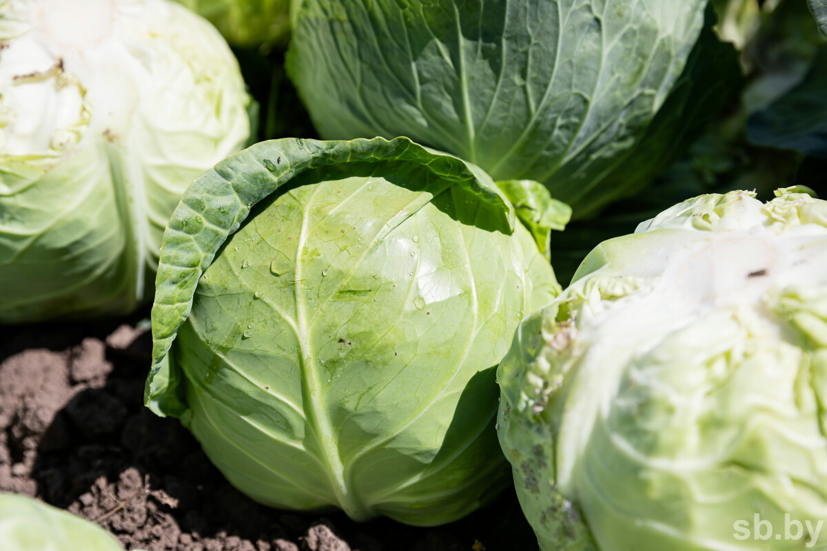 Фото из архива «СБ»