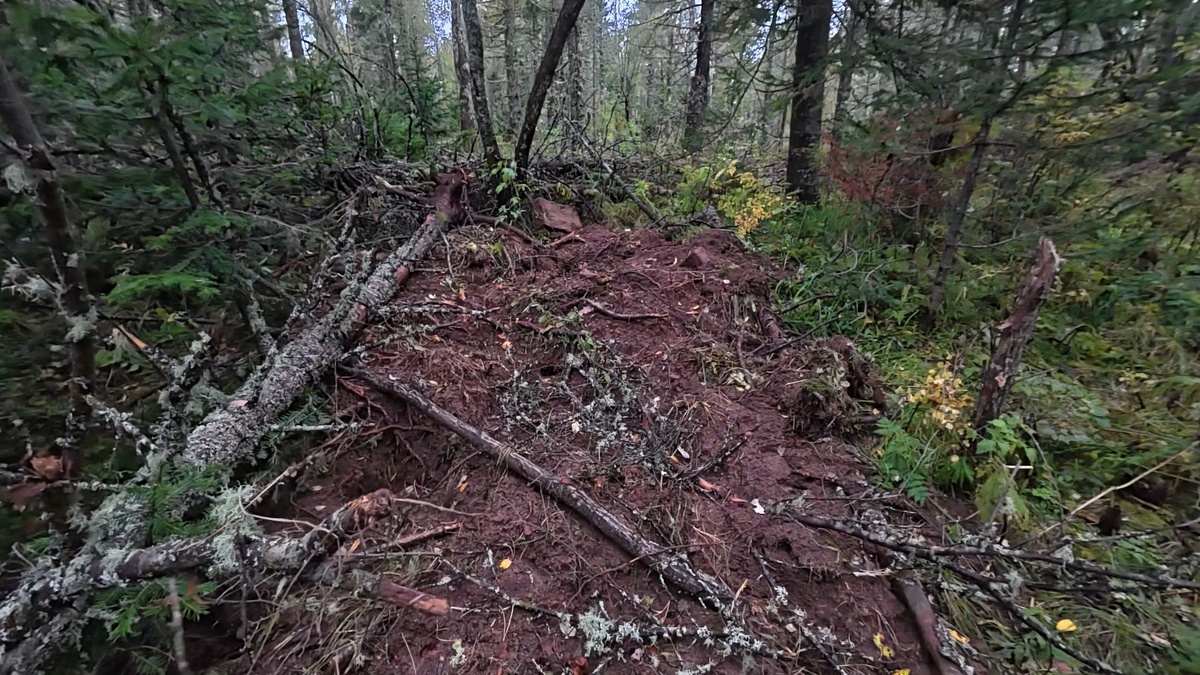 Косолапый поработал